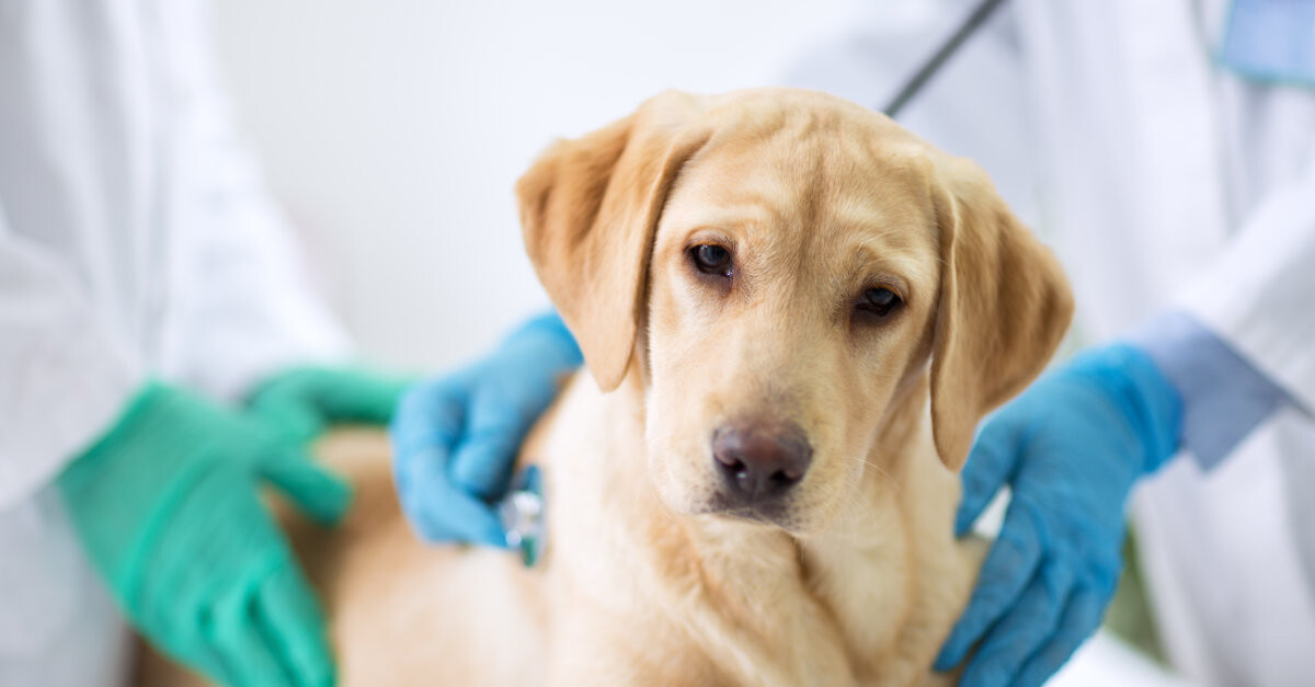 acortar Valiente Suelto El cáncer en nuestras mascotas | SantéVet