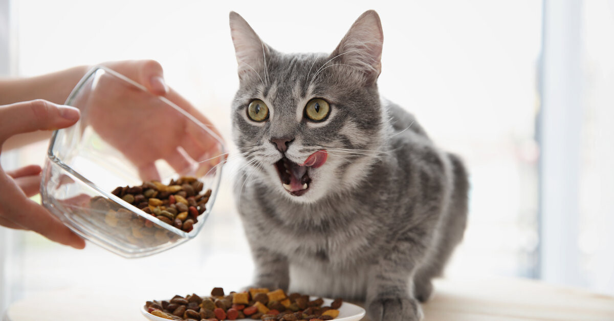 Cuota de admisión Red Pasado Cómo alimentar a mi gato? Las recomendaciones generales | SantéVet