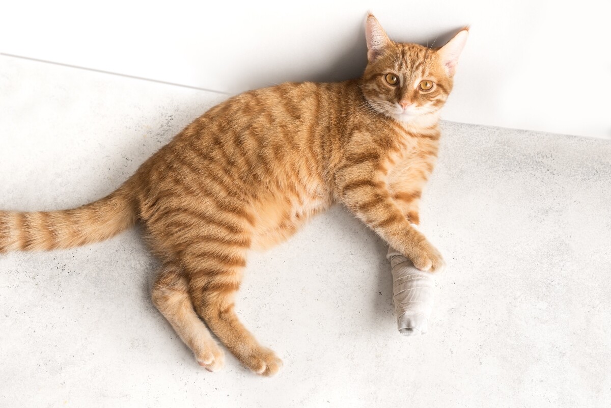 Heridas gatos | Cómo limpiarlas y adecuadamente SantéVet