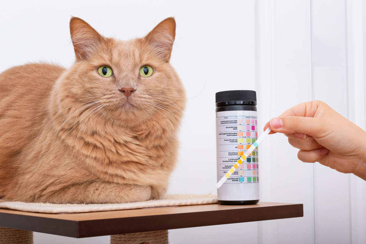 Diabetes gatos: causas, síntomas y tratamiento | SantéVet
