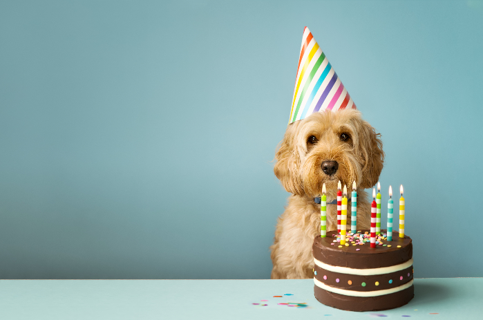 traducir Año Molester Calcular la edad de un perro en años humanos | SantéVet
