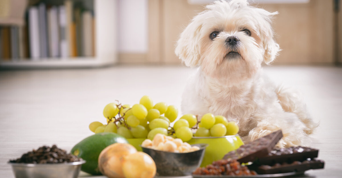 ¿Pueden los perros comer almendras?