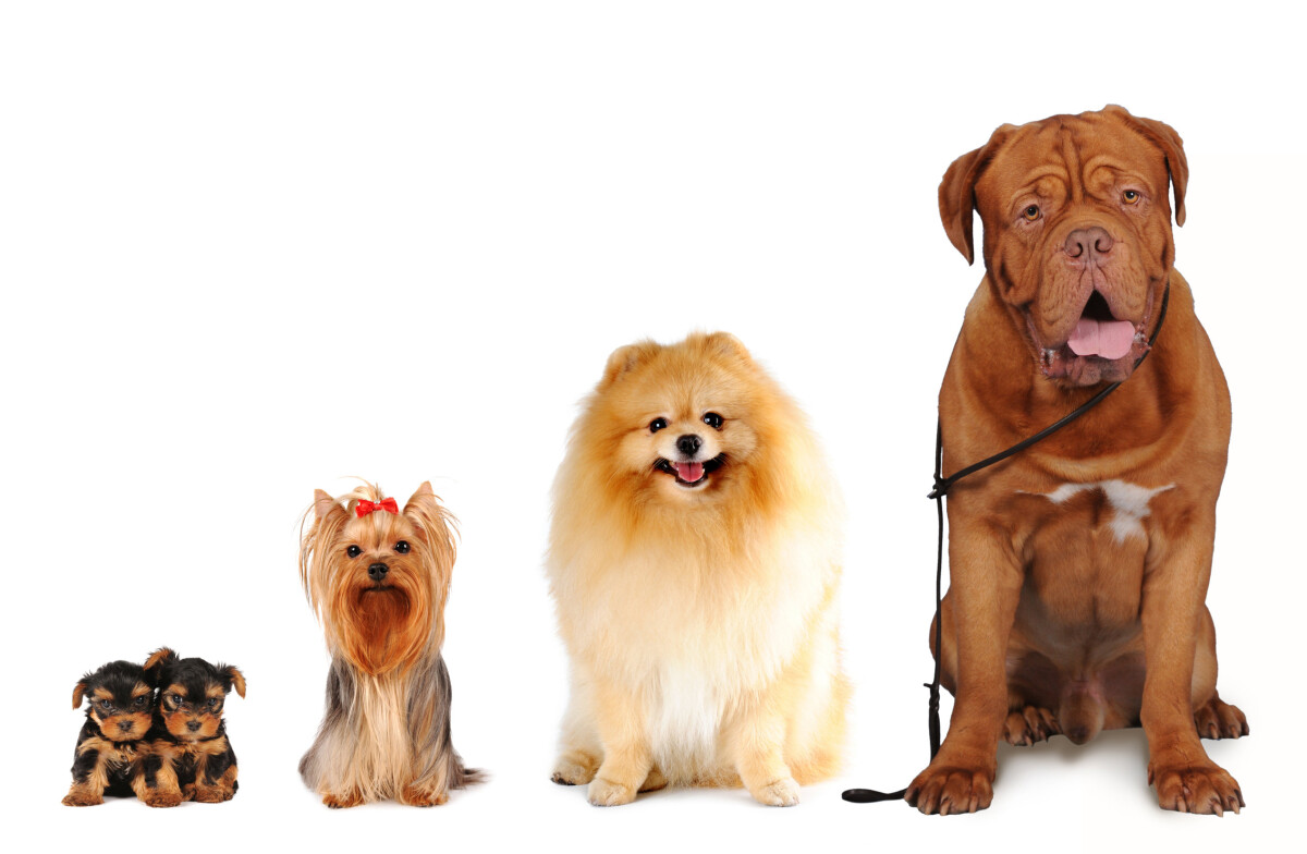 canal sin cable Característica Cómo afecta el tamaño a la esperanza de vida de un perro | SantéVet