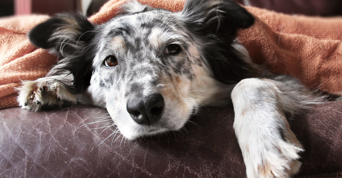Leishmaniosis canina: una grave | SantéVet