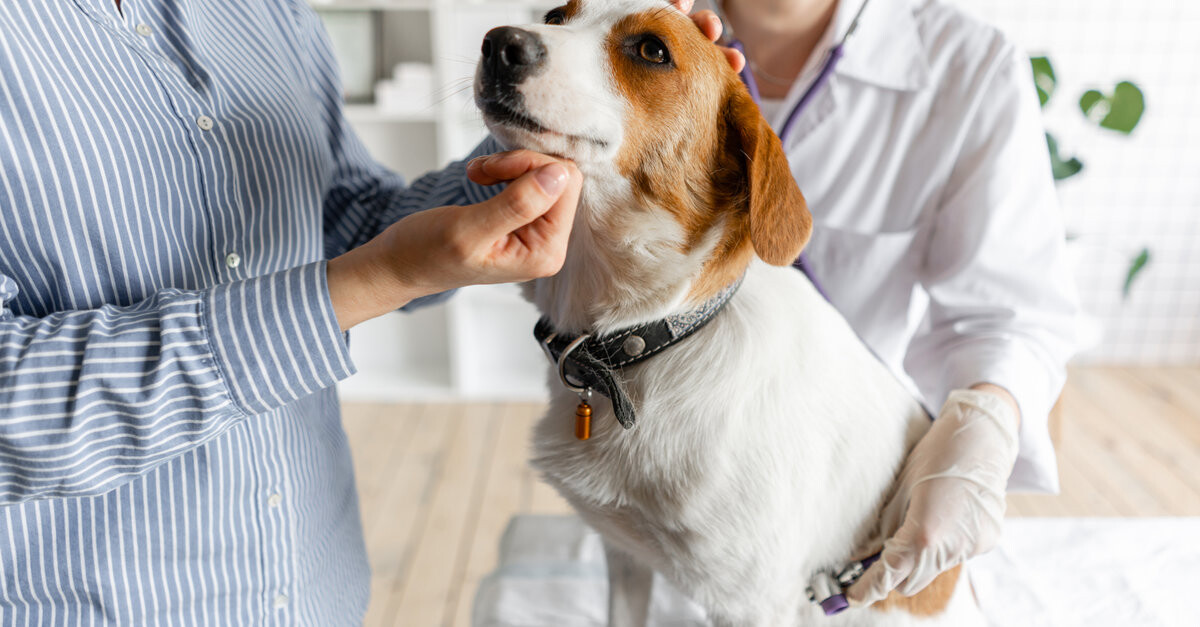 Los vómitos amarillos perros | Posibles causas SantéVet