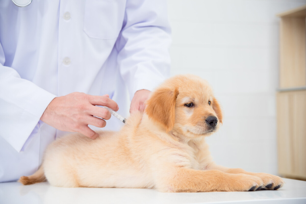 escotilla físico conocido Seguro veterinario - seguro de salud para perros y gatos | SantéVet