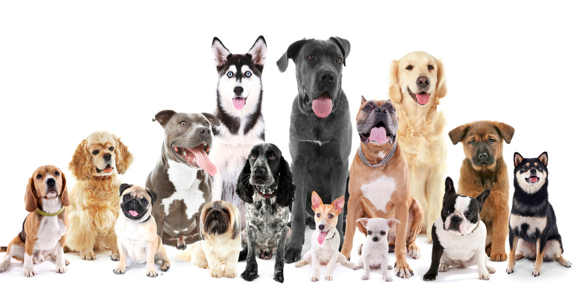 Deliberadamente Lógico Sociología Las tipologías de razas caninas | ¿Cuántas razas existen? | SantéVet