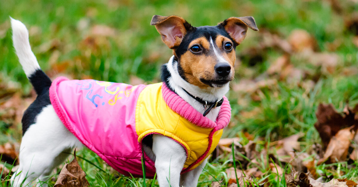 Soplar Arte Margarita La ropa para perros puede ser una necesidad | ¿Lo sabías? | SantéVet