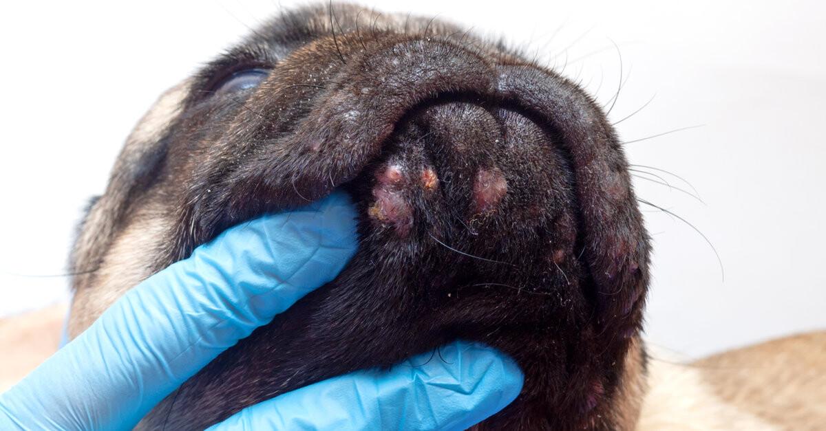 Bultos y verrugas en perros | ¿Cuándo acudir al veterinario? | SantéVet