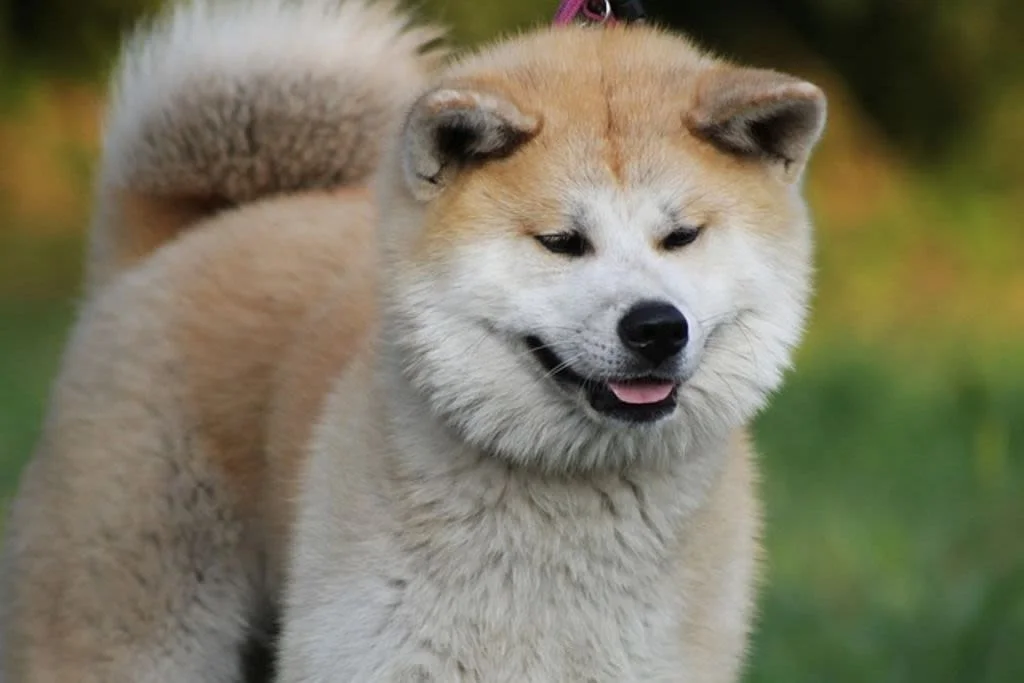 Primer plano del akita inu.