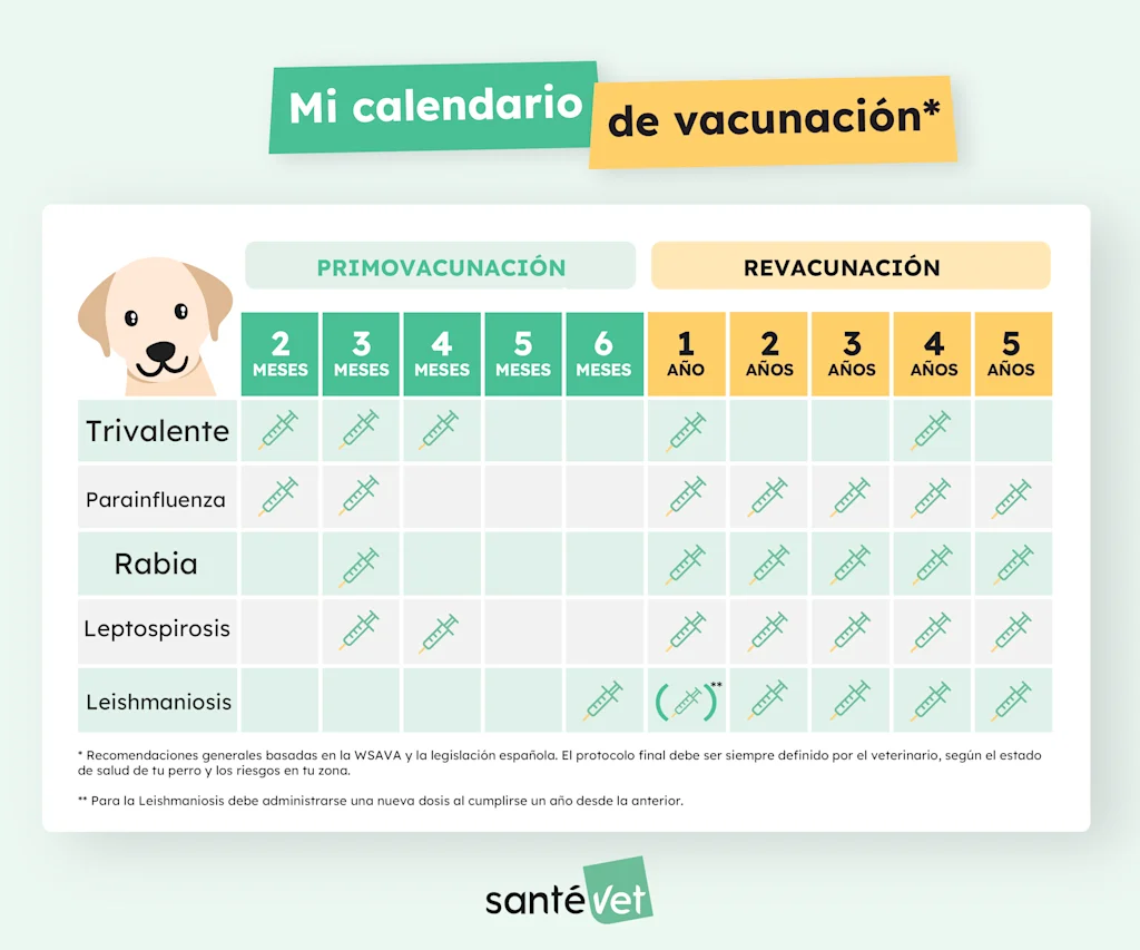 SVES - Infographie - Calendrier Vaccination Chien