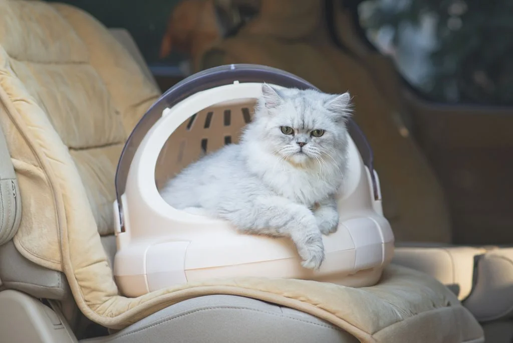 Viajar con gatos1