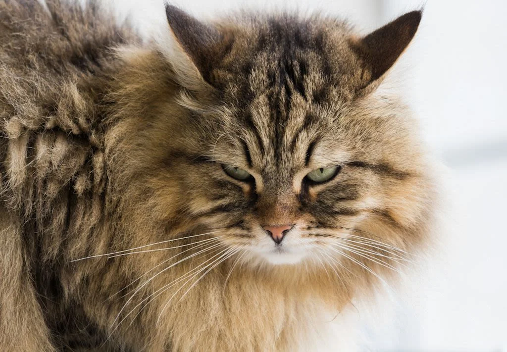 Primer plano de gato siberiano con patrón marrón atigrado.