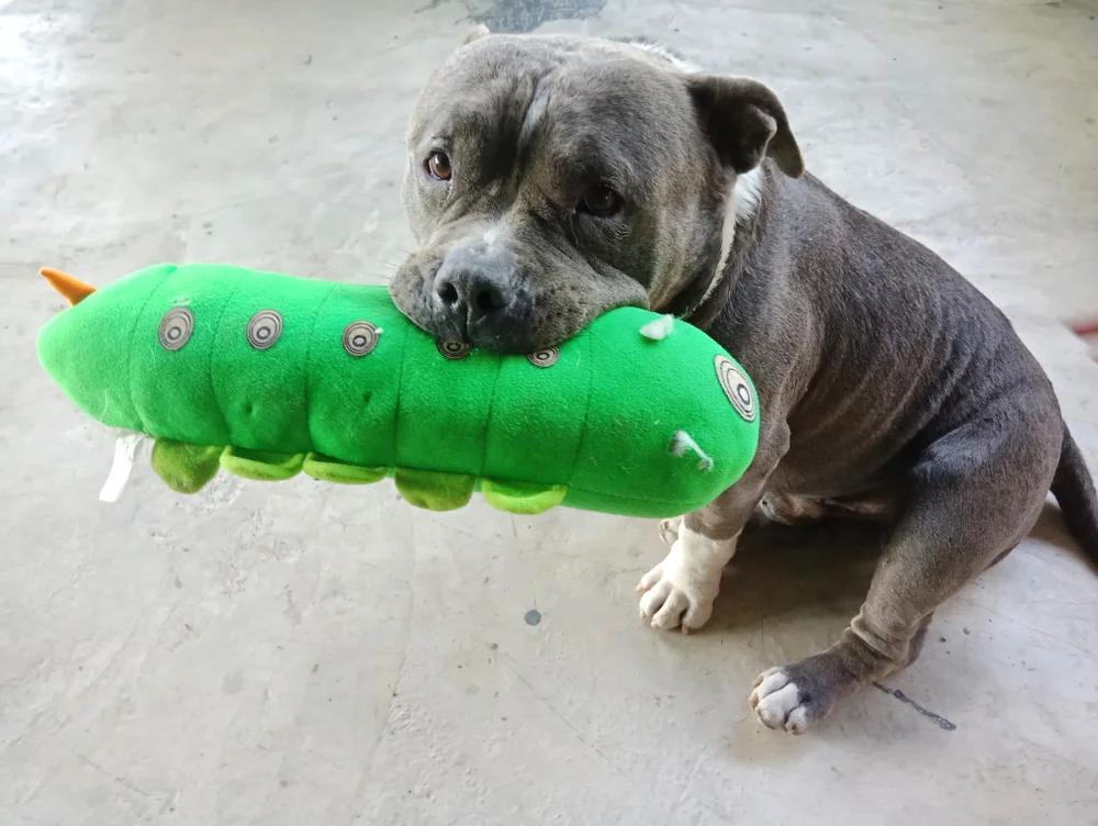 Desparasitar un perro