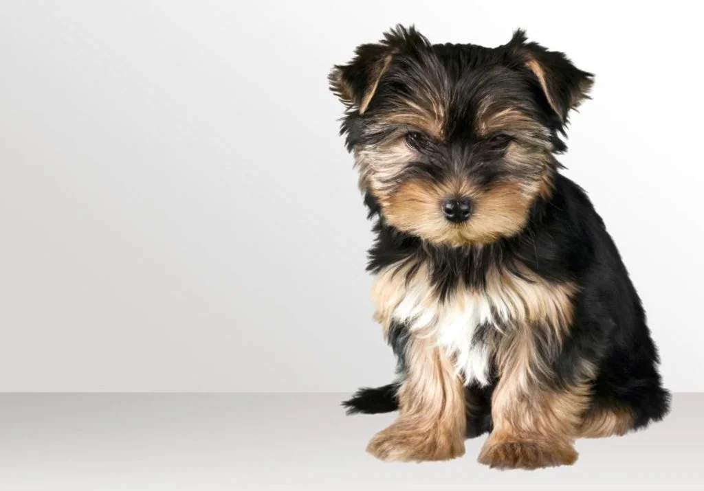 yorkshireterrier