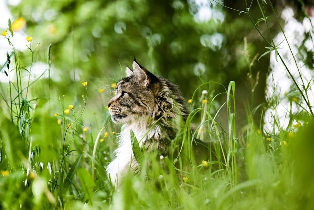 Chat dans un jardin