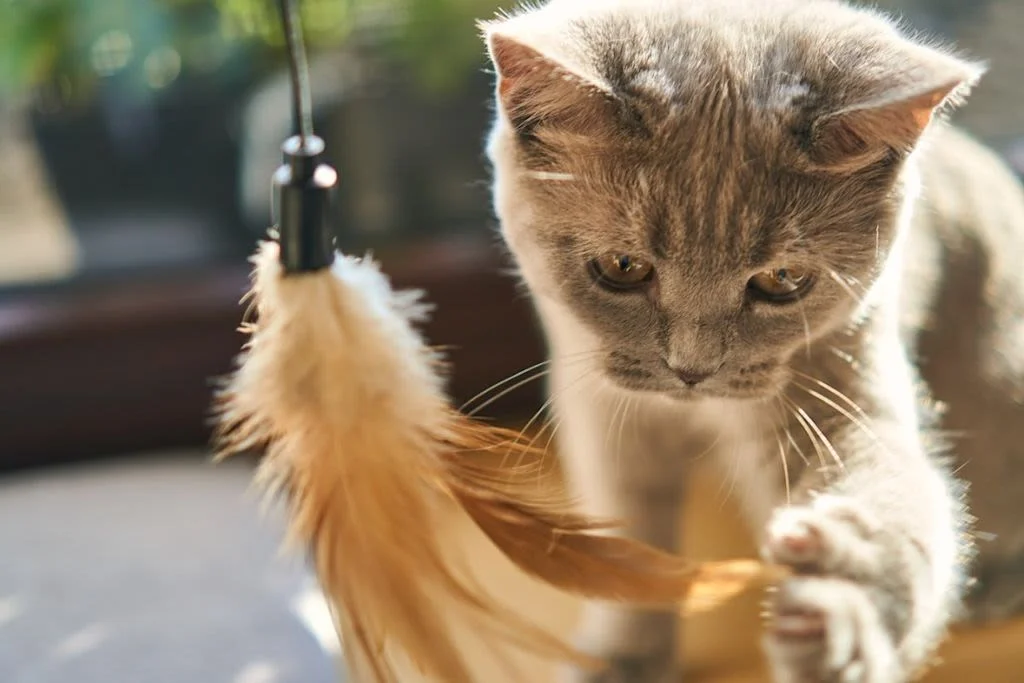 chat qui joue