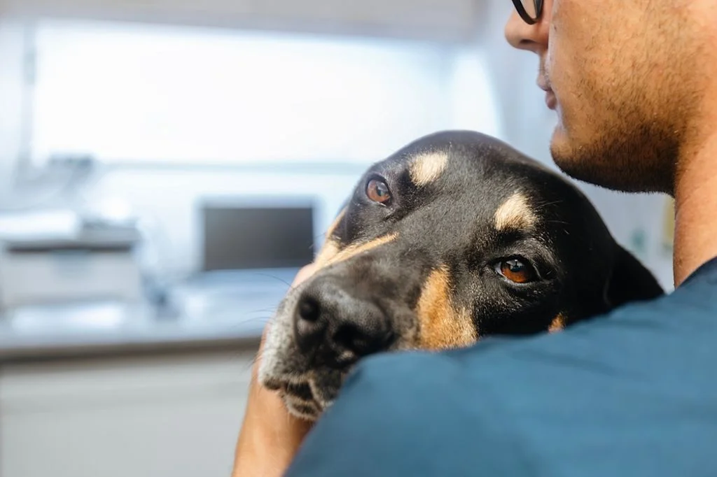síntomas de diarrea en perros