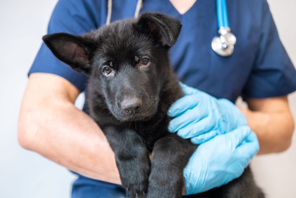 Cachorro examinado por un veterinario en consulta