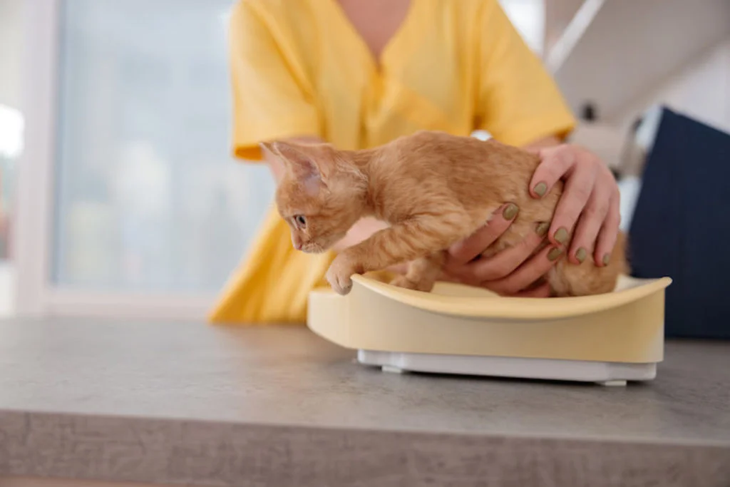 Gatito pequeño con posible sobrepeso