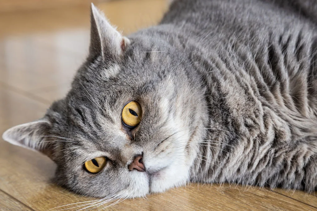 Gato gordo de ojos amarillos