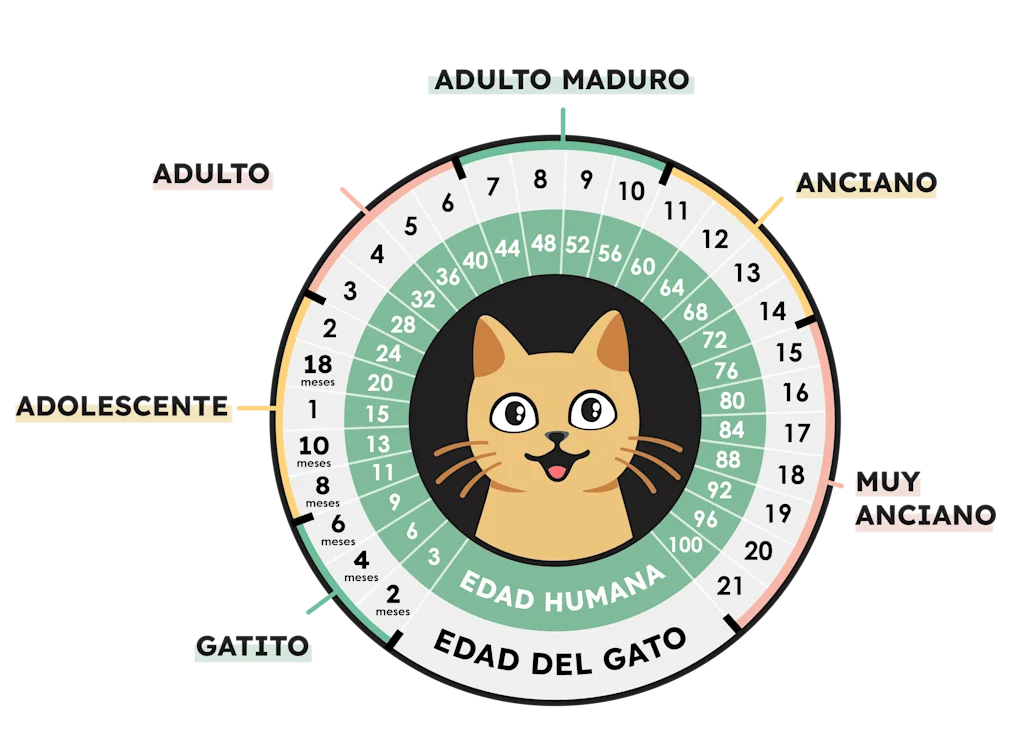 Tabla de equivalencia de edad entre gatos y humanos