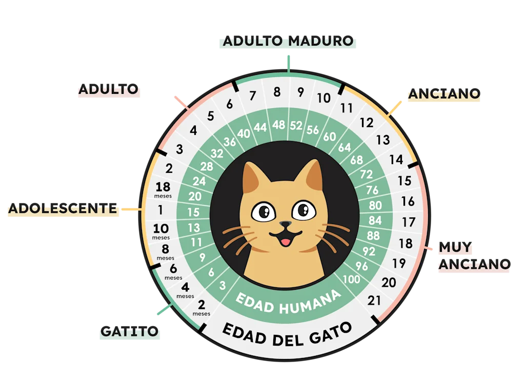 Gatos de diferentes edades