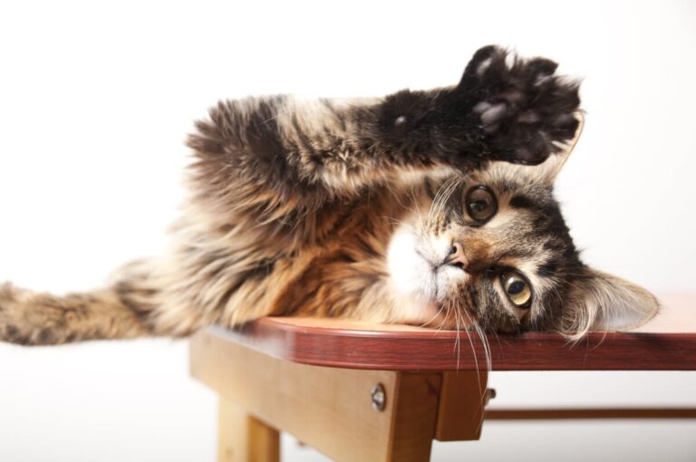 ¿Por qué mueve la cola tu gato?