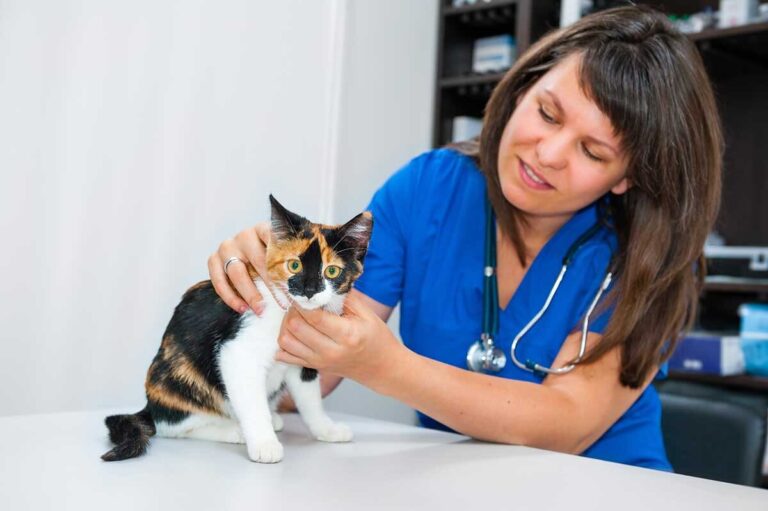 ¿Por qué recomendar un seguro veterinario a tus clientes si tu clínica ya dispone de un plan de salud?