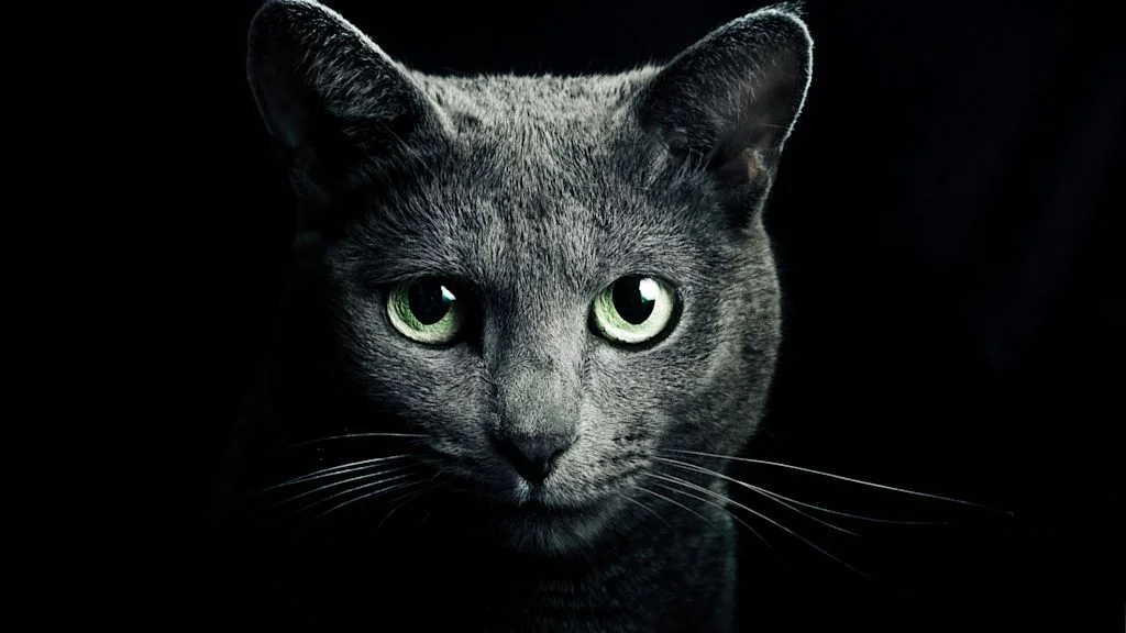 SV - Gato azul ruso