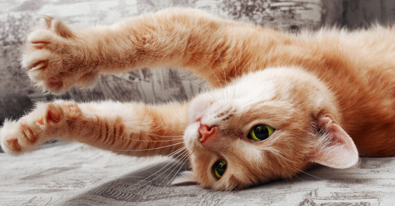 Cómo cortar las uñas a un gato paso a paso 