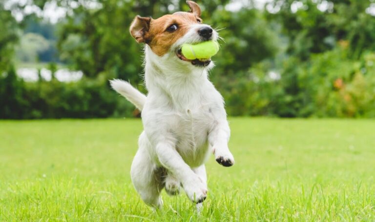 Las pelotas de tenis en la boca son malas para tu perro