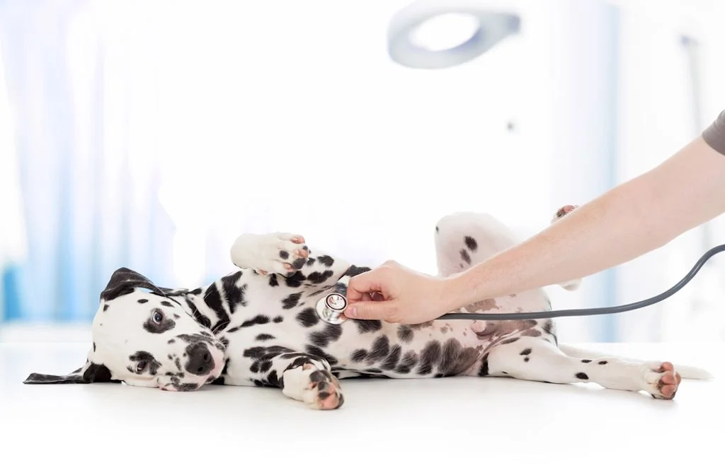 cuanto cuesta un seguro para perro