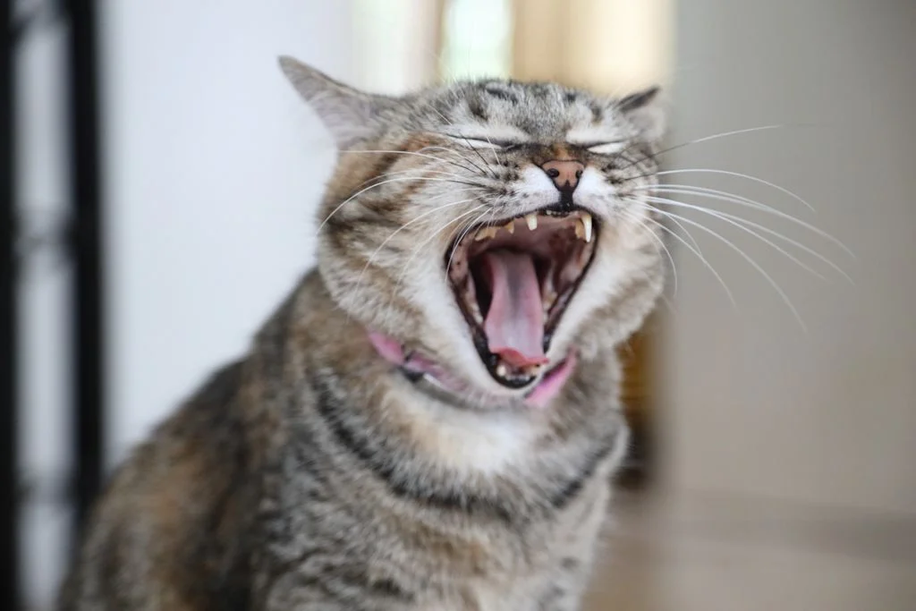 dientes del gato