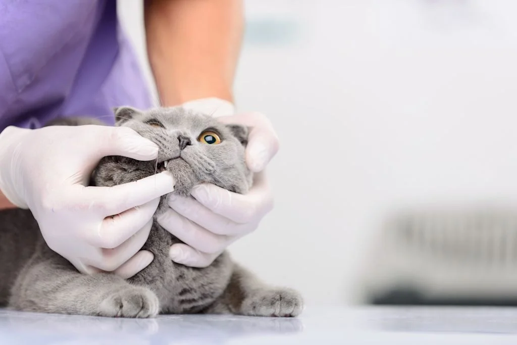 gato con gingitivis al veterinario
