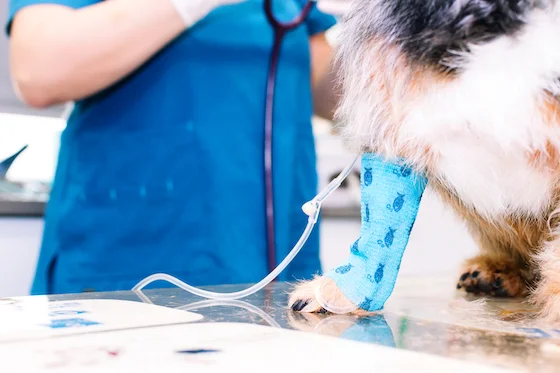 dueño de perro con posible diabetes hablando con el veterinario