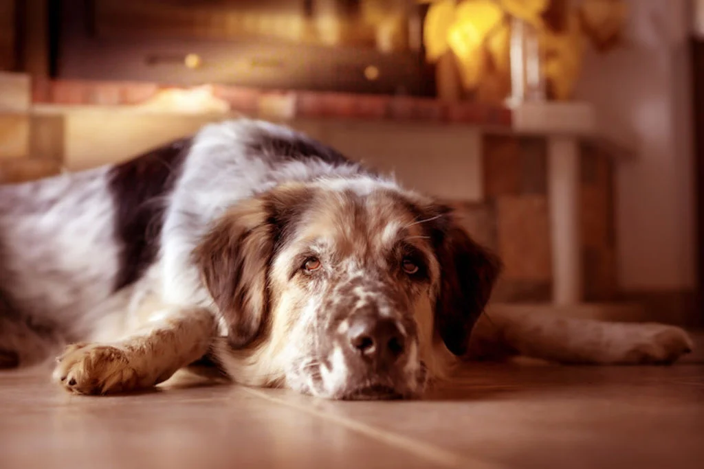 Causas de diabetes en perros