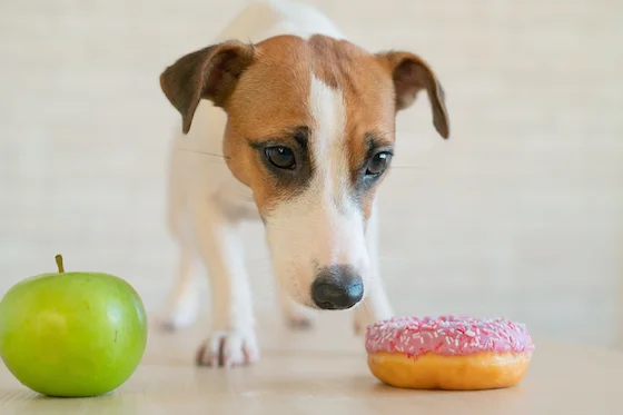 perro apático tirado en el suelo por posible caso de diabetes