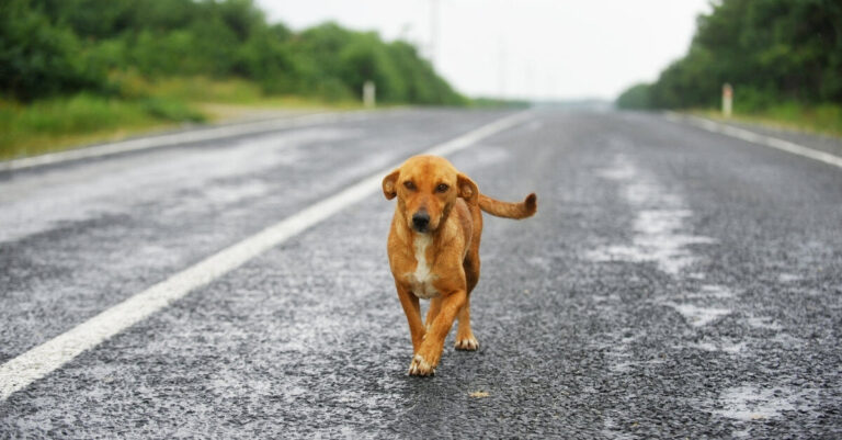 4 de abril: día internacional de los animales sin hogar