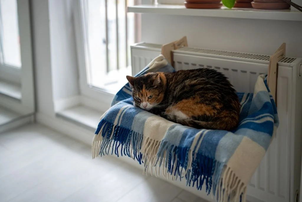 Gato tiene frío.