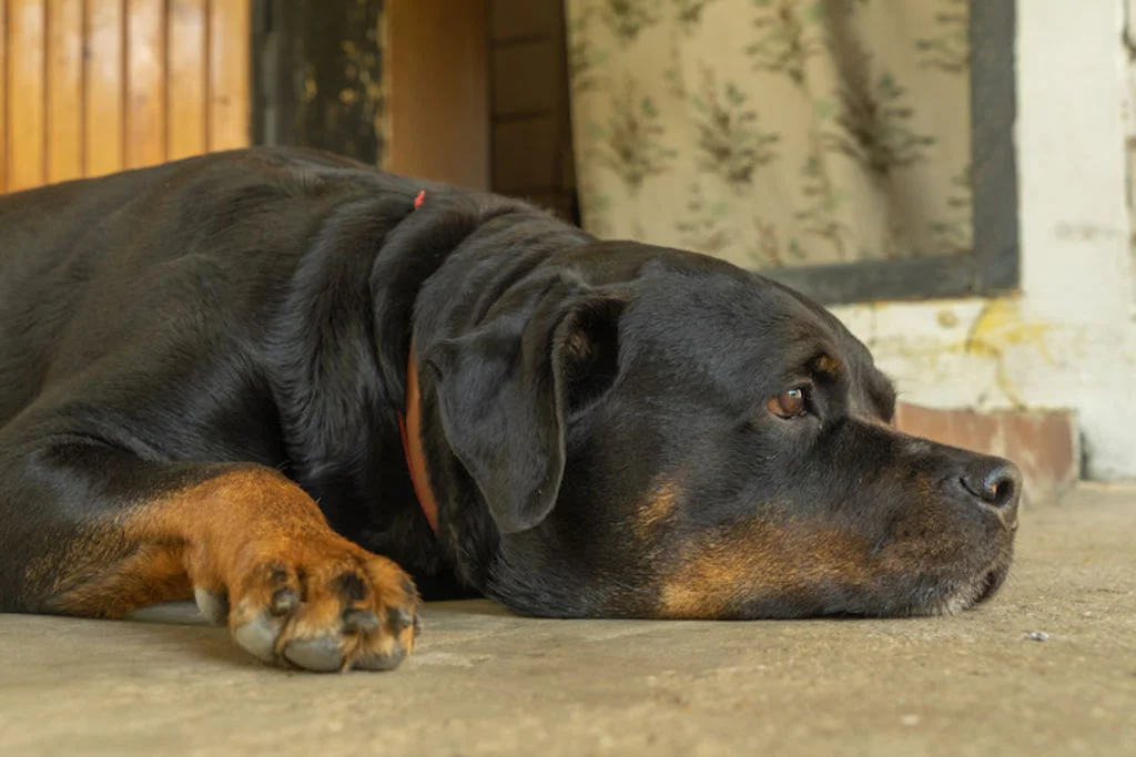 Diagnóstico hernia en perros