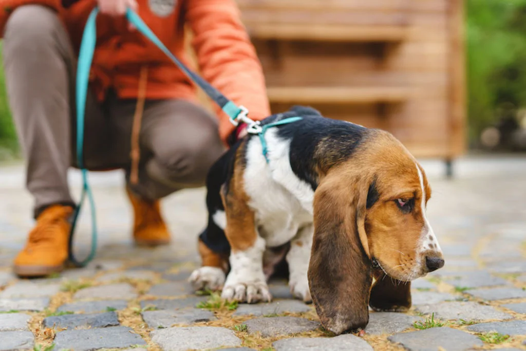 hernia discal en perros