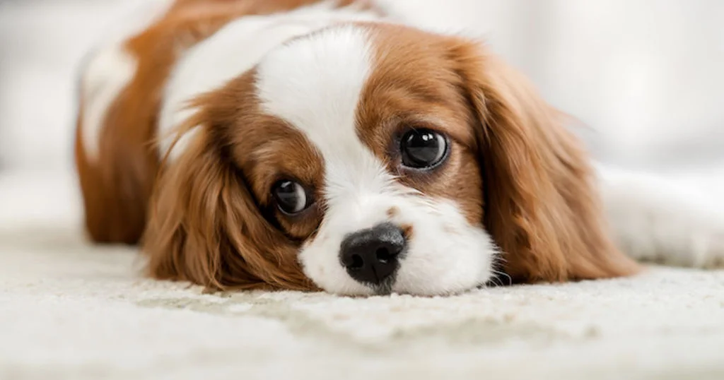 Síntomas hernia en perros