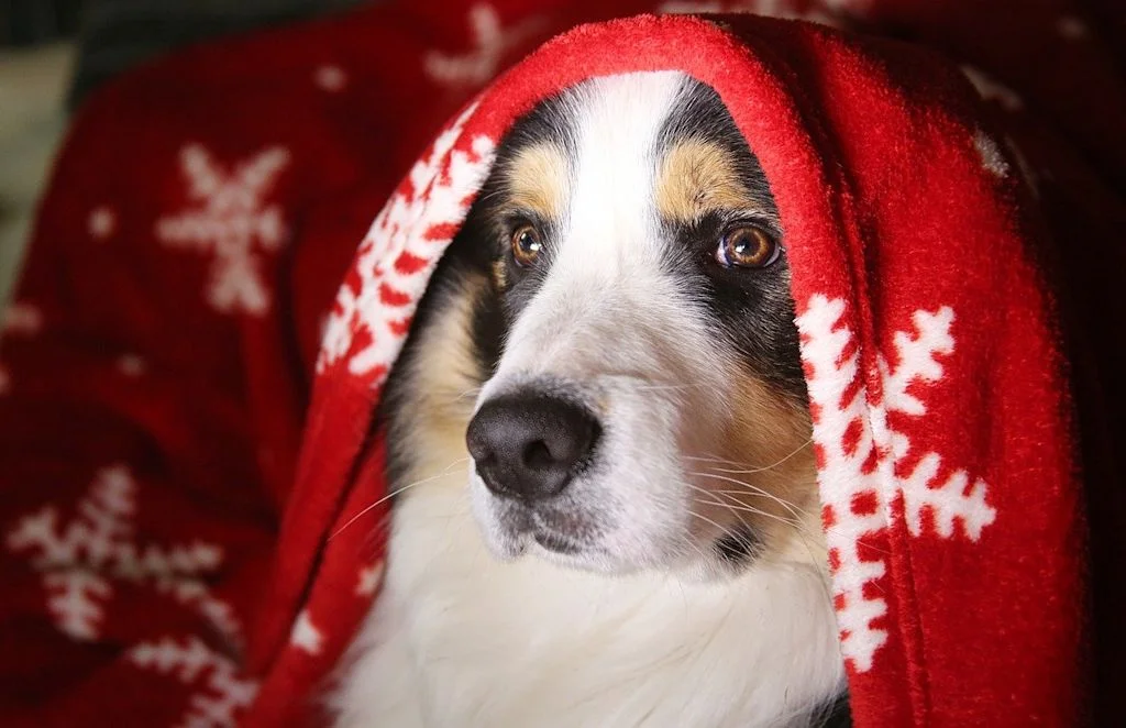 articledogblanket