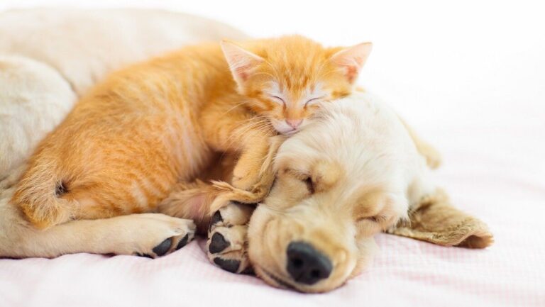 Día Mundial Derechos de los Animales