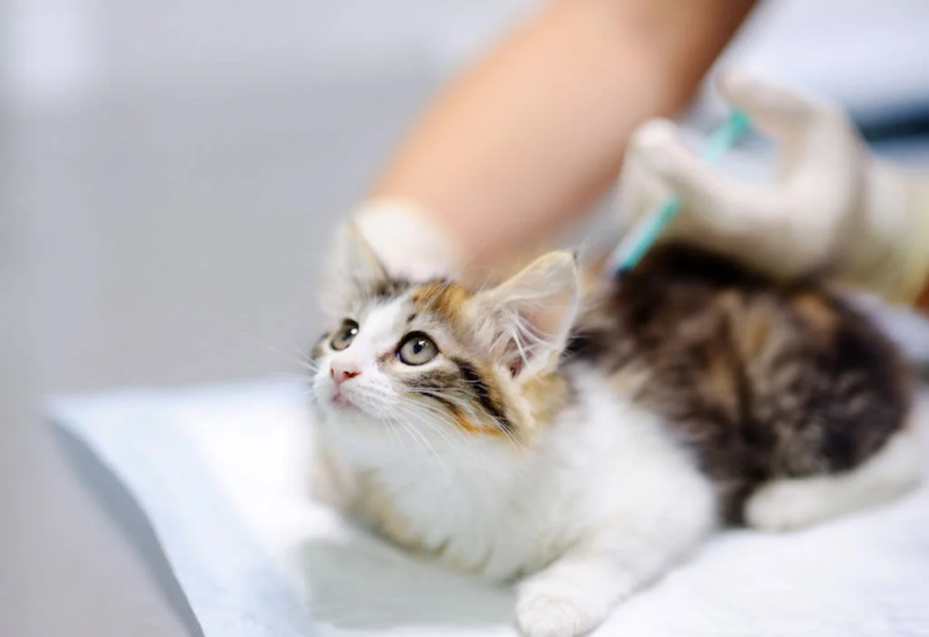 vaccin coryza chat 3