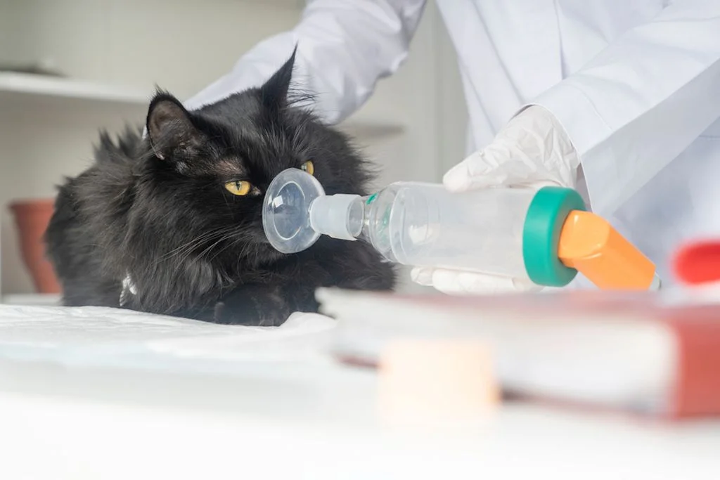 Gato usando inhalador veterinario