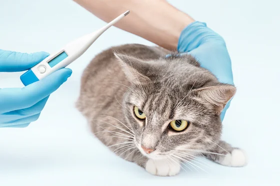 Control temperatura felina