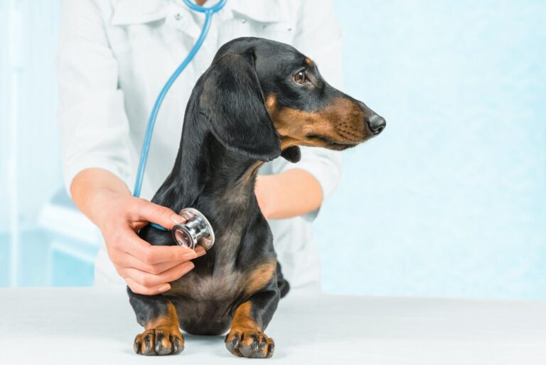 ¿Cuánto cuesta un seguro para perros? Precios, coberturas y obligatoriedad
