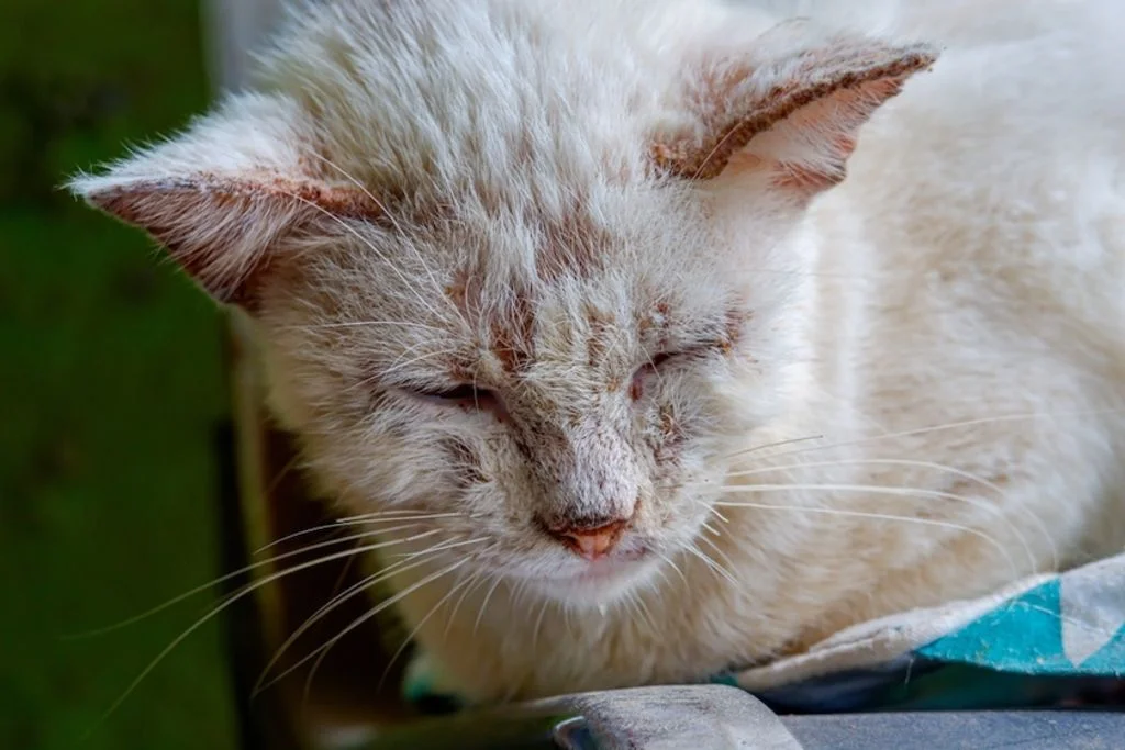 &iquest;Tu gato ha dado positivo en el s&iacute;ndrome de la inmunodeficiencia felina? 